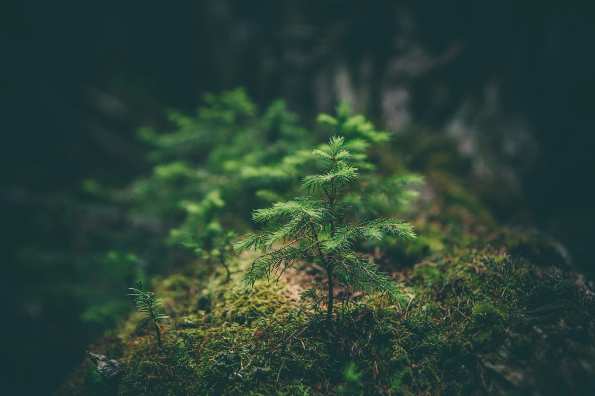 matthew-smith-Rfflri94rs8-unsplash-2